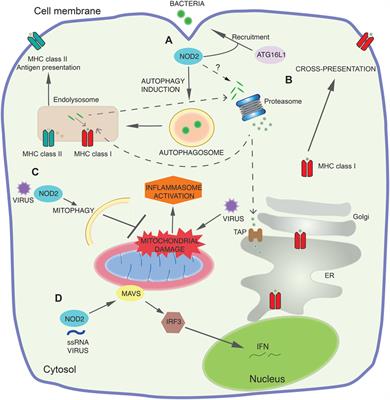 Emerging Mechanisms of Innate Immunity and Their Translational Potential in Inflammatory Bowel Disease